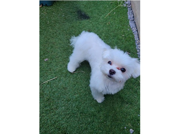 卒業犬サクラちゃんの近況♪